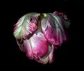 Picture Title - Parrot Tulip