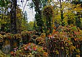 Picture Title - autumn