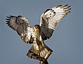 Picture Title - Ferruginous Hawk Landing 3