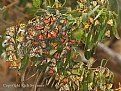 Picture Title - California Monarch Butterflies