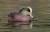 American Wigeon