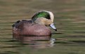 Picture Title - American Wigeon