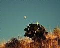 Picture Title - Moon over Cactus 2