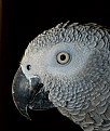 Picture Title - Parrot Alex Portrait