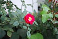 Picture Title - Miniature rose