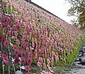 Picture Title - In Flanders Field