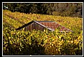 Picture Title - vineyard shed