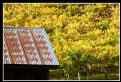 Picture Title - Shed and Vineyard