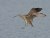 Whimbrel