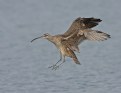 Picture Title - Whimbrel