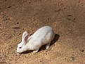 Picture Title - rabbit