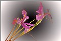 Picture Title - Graceful Iris 2