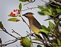 Picture Title - Cedar Waxwing 