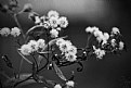 Picture Title - Black and white symphony