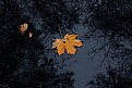 Picture Title - Autumn leaf