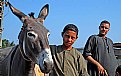 Picture Title - Donkey Market