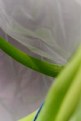 Picture Title - Green Onions 7