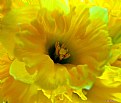 Picture Title - Daffodil