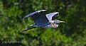 Picture Title - Great Blue Heron