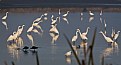 Picture Title - Egret convention