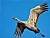 Sandhill Crane Fly By