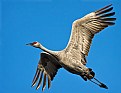 Picture Title - Sandhill Crane Fly By