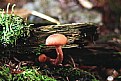 Picture Title - Red Mushroom