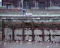 Picture Title - Feeding the birds