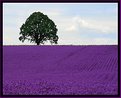 Picture Title - Purple Pasture