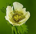 Picture Title - White Anemone