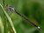 Female Blue-tailed Damselfly, Ischnura elegans (Vander Linden, 1823)