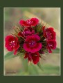 Picture Title - Sweet William