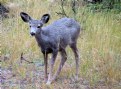 Picture Title - Little Muley