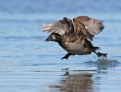 Picture Title - Surf Scoter