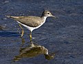 Picture Title - Spotted Sandpiper