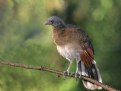 Picture Title - Gray-headed Chachalaca