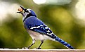 Picture Title - Nashville Blue Jay