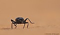 Picture Title - Beetle 