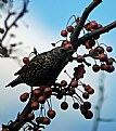 Picture Title - Starling2
