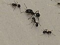 Picture Title - ants_01