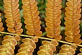 Picture Title - Free Falling #18: As the Fall Ferns