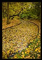 Picture Title - Autumn