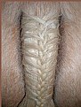 Picture Title - Horse Tail