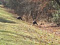 Picture Title - gobble gobble