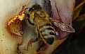 Picture Title - Honey Bee #1
