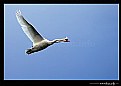 Picture Title - ..::Swan::..