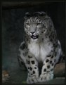 Picture Title - Snow Leopard