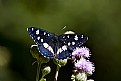 Picture Title - limenitis reducta