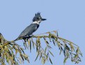 Picture Title - Belted King Fisher