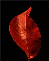 Picture Title - leaf of pear